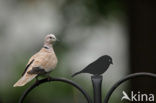 Collared Turtle Dove (Streptopelia decaocto)