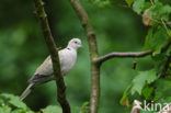 Collared Turtle Dove (Streptopelia decaocto)