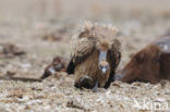 Eurasian Griffon (Gyps fulvus)