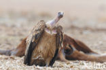 Eurasian Griffon (Gyps fulvus)