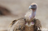 Eurasian Griffon (Gyps fulvus)