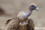 Eurasian Griffon (Gyps fulvus)