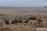 Eurasian Griffon (Gyps fulvus)
