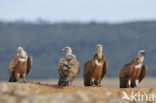 Eurasian Griffon (Gyps fulvus)