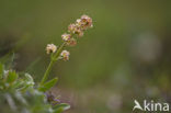 Valeriana Celtica