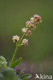 Valeriana Celtica