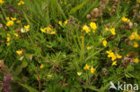 Meadow Vetchling (Lathyrus pratensis)