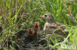 Veldleeuwerik (Alauda arvensis) 