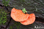 Cinnabar Bracket (Pycnoporus cinnabarinus)