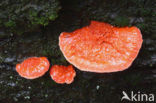 Cinnabar Bracket (Pycnoporus cinnabarinus)