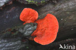 Cinnabar Bracket (Pycnoporus cinnabarinus)