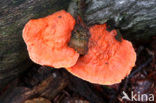 Cinnabar Bracket (Pycnoporus cinnabarinus)