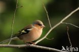 Chaffinch (Fringilla coelebs)