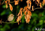 Vink (Fringilla coelebs)