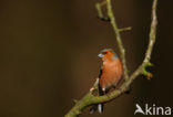 Vink (Fringilla coelebs)