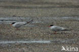 Common Tern (Sterna hirundo)