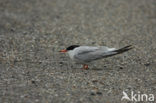 Common Tern (Sterna hirundo)