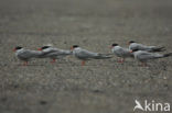 Common Tern (Sterna hirundo)