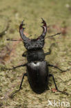 Vliegend hert (Lucanus cervus)