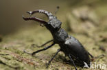 Vliegend hert (Lucanus cervus)