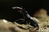 Vliegend hert (Lucanus cervus)