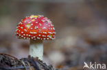 Vliegenzwam (Amanita muscaria)