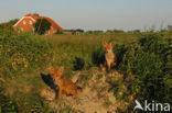 Fox (Vulpes vulpes)