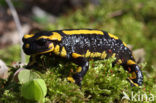 Vuursalamander (Salamandra salamandra) 