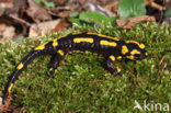 Vuursalamander (Salamandra salamandra) 