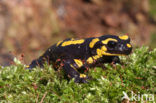 Vuursalamander (Salamandra salamandra) 