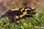 Vuursalamander (Salamandra salamandra) 