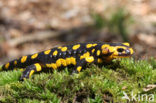 Vuursalamander (Salamandra salamandra) 