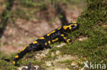 Vuursalamander (Salamandra salamandra) 