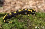 Vuursalamander (Salamandra salamandra) 