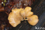 Waaierbuisjeszwam (Polyporus varius)