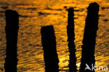 Waddenzee 