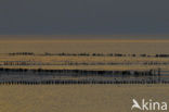 Waddenzee 