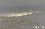 Waddenzee