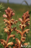 Bedstraw Broomrape (Orobanche caryophyllacea)