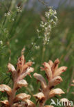 Bedstraw Broomrape (Orobanche caryophyllacea)