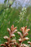 Bedstraw Broomrape (Orobanche caryophyllacea)