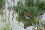 Common Snipe (Gallinago gallinago)
