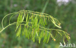 Wede (Isatis tinctoria)