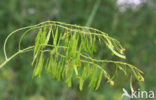 Wede (Isatis tinctoria)