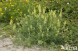 Yellow Cut-leaved Mignonette (Reseda lutea)
