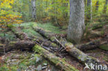 Wildnisgebiet Dürrenstein