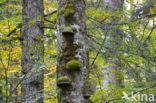 Wildnisgebiet Dürrenstein