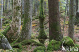 Wildnisgebiet Dürrenstein