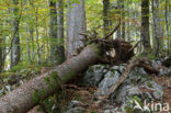 Wildnisgebiet Dürrenstein