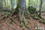 Wildnisgebiet Dürrenstein